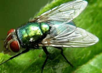 Fransa’da bir şahıs sinek öldürmek isterken evini havaya uçurdu