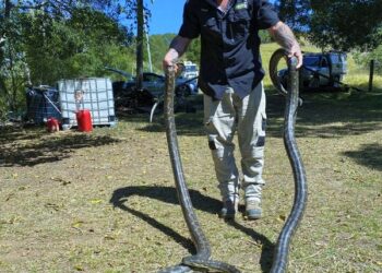 Queensland’de,  iki piton yılanı mutfak tavanını çökertti