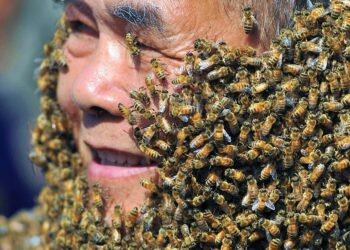 Avustralya’da araştırma: Bal arısına ait zehir, meme kanseri hücrelerini yok etti