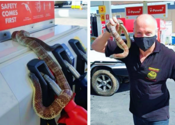 Herkesi şok etti: Benzinlikte ataçtan çıkan yılan petrol pompasına dolandı