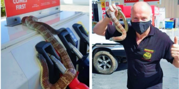 Herkesi şok etti: Benzinlikte ataçtan çıkan yılan petrol pompasına dolandı