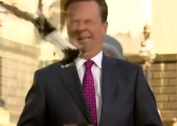 Bahar ayı dikkat: Saksağan, canlı yayında muhabirin yüzüne  saldırdı