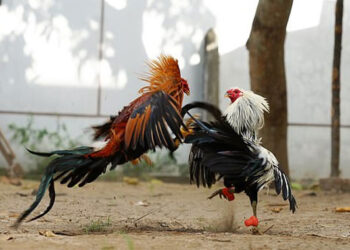 Filipinlerde yasadışı horoz dövüşü baskınında horoz polisi öldürdü