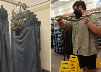 Target mağazasında elbise reyonunda saklanan yılan yakalandı