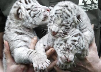 Nadir görülen beyaz kaplan yavruları Covid-19 nedeniyle öldü