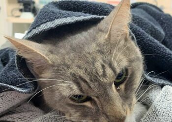 Sevimli ev kedisi, iki kardeşi yılan saldırısından kurtardı, sonra canından oldu