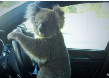 Koala önce zincirleme kazaya neden oldu sonra direksiyona  geçti