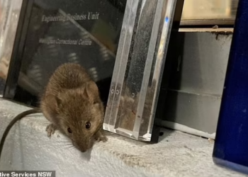 En büyük fare istilası: NSW Eyaleti’ndeki mahkumlar başka cezaevlerine nakledildi