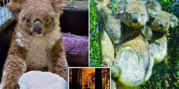 Tedavisi yapıldı: Avustralya yangınında ağır yara alan Ember ismi Koala yavrulandı