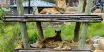 Sydney’de 5 aslan hayvanat bahçesindeki kafeslerinden kaçtı