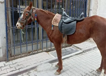 Konya’da, atıyla caddede dolaşan kişiye ‘ters yönde araç kullanma’ cezası