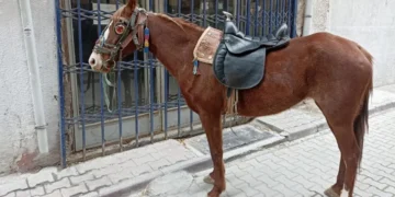 Konya’da, atıyla caddede dolaşan kişiye ‘ters yönde araç kullanma’ cezası