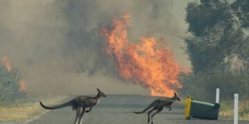 NSW Eyaleti’ndeki yangınlarda 2 bin hektardan fazla ormanlık alan kül oldu