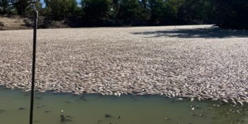 Darling Nehri’nde yüz binlerce ölü balık bulundu: Hükümet sebebini araştırıyor