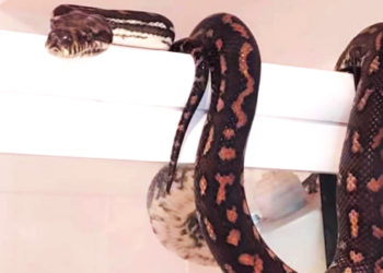 Queensland’de dev yılan şoku: Tuvalete giren ev sakini yılanı görünce şoka girdi