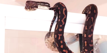 Queensland’de dev yılan şoku: Tuvalete giren ev sakini yılanı görünce şoka girdi