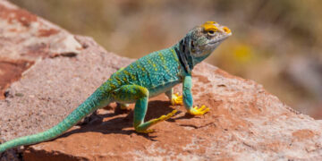 Avustralya’da gezinen dev keseli hayvanların büyük kısmı günümüzden 40 bin yıl önce gözden kayboldu