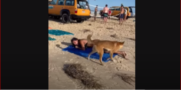 Queensland’da dingolar, sahilde yürüyen kadına saldırdı