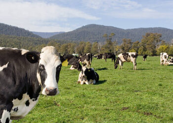 Endonezya, Avustralya’dan ithalatı askıya aldı