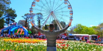 Başkent Kanberra’da Kanola tarlaları sarıya boyandı:Lale festivaline ise büyük ilgi