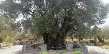 Dünyanın meyve veren en yaşlı ağacı: Manisa Kırkağaç’da bulunan zeytin ağacı