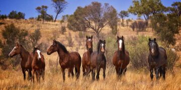 NSW Eyalet Bakanı yabani atların havadan vurulmasına izin veren kararı savundu