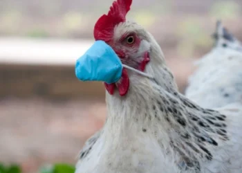 Victoria’da tespit edilen kuş gribi tamamen iyileşti