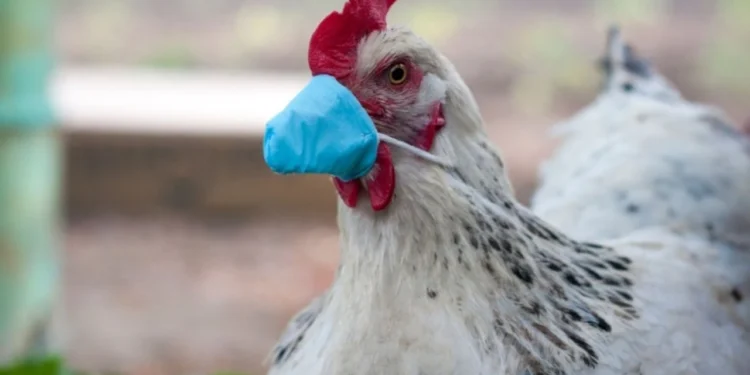 Victoria eyaletinde sağlık yetkilileri, ilk defa bir kişide kuş gribi (H5N1) tespit edildiğini ve söz konusu çocuğun iyileştiğini duyurdu.