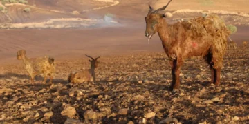 Diyarbakır yangınında bilanço ağır: Müdahale gecikti, binlerce dönüm yandı, insanlar ve hayvanlar can verdi