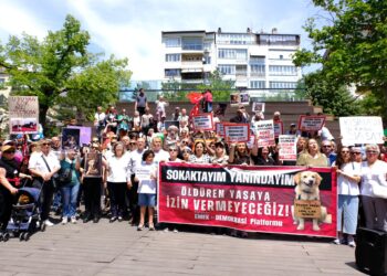Tüm Türkiye sokak hayvanları için ayakta: Bugün hayvanları katledenler yarın bize katledecekler