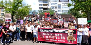 Tüm Türkiye sokak hayvanları için ayakta: Bugün hayvanları katledenler yarın bize katledecekler