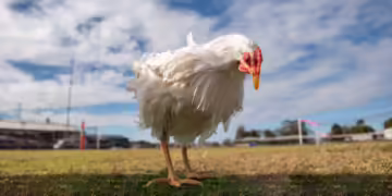 1 milyondan fazla tavuk imha edildi: Salgın nedeniyle Avustralya’da tavuk eti ve yumurtaya sınırlama