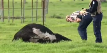 Perth’te 25 inek gizemli şekilde öldü