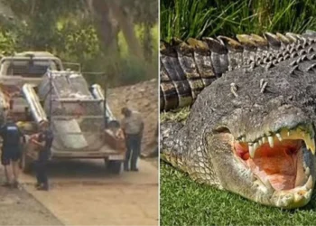 Queensland’de balıkçı dehşeti: Timsah, ailesinin gözü önünde suya çekerek öldürdü