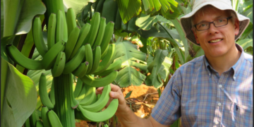 Queensland Üniversitesi, genetiği değiştirilmiş, dirençli muz geliştirdi