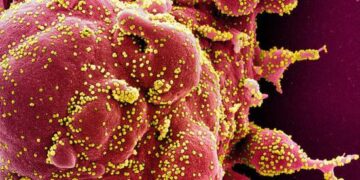 Avustralyalı Bilim insanları, yapay zeka desteğiyle 162 bin virüs türü keşfetti