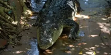 Guinness Rekorlar Kitabı’nda: Dünyanın en yaşlı timsahı 120 yaşında Avustralya’da öldü