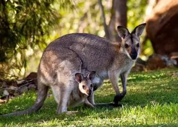 Dünyada bir ilk:Avustralyalı Bilim insanları, tüp bebek yöntemini kanguruya uyguladı
