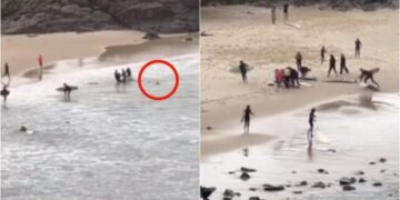 Denizde dehşet: 16 yaşındaki genci yumruklarla köpek balığından kurtardı