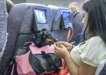 Virgin Australia Hava Yolları’dan evcil hayvanlarla uçuş başlıyor