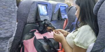 Virgin Australia Hava Yolları’dan evcil hayvanlarla uçuş başlıyor