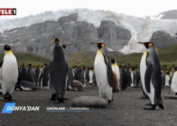 Tele1’e kararma: Kayım canlı yayını kesti, ‘Penguen’ belgeselini yayınladı