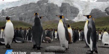 Tele1’e kararma: Kayım canlı yayını kesti, ‘Penguen’ belgeselini yayınladı