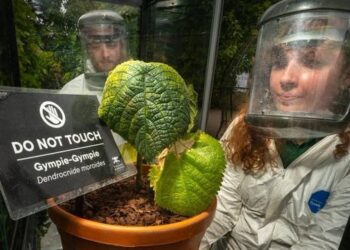 Özel güvenlik kafesinde tutulan Avustralya’ya özgü bitki: Dokunanı intihara sürüklüyor