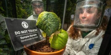 Özel güvenlik kafesinde tutulan Avustralya’ya özgü bitki: Dokunanı intihara sürüklüyor