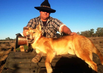 Kanadalı gezginin ölümü sonrası dingolar için itlaf kararı