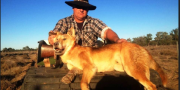 Kanadalı gezginin ölümü sonrası dingolar için itlaf kararı