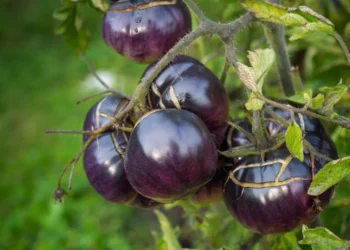 Genetiği değiştirilmiş mor domates Avustralya’da: Satış için onay aldı