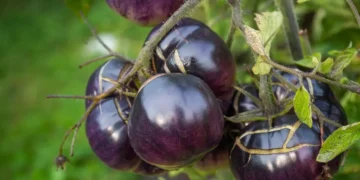 Genetiği değiştirilmiş mor domates Avustralya’da: Satış için onay aldı