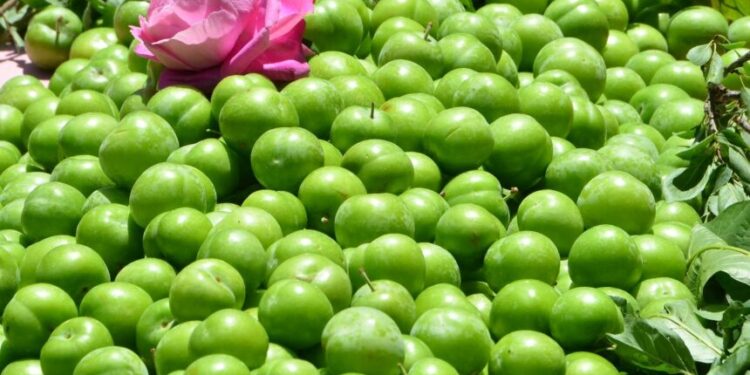 Milletvekili Ömer Fethi Gürer, artan gıda fiyatlarını gündeme taşıdı. Gürer, turfanda eriğin kilosunun 9 bin liraya kadar yükseldiğini belirtti.